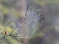 Spinnennetz an Zweigende - Kendlmühlfilzn